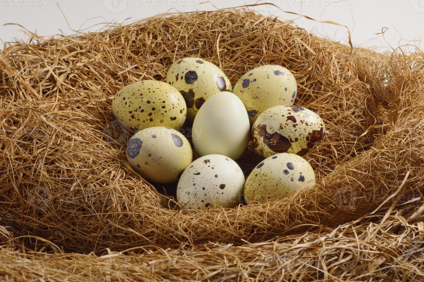 quail eggs in a nest of hay photo