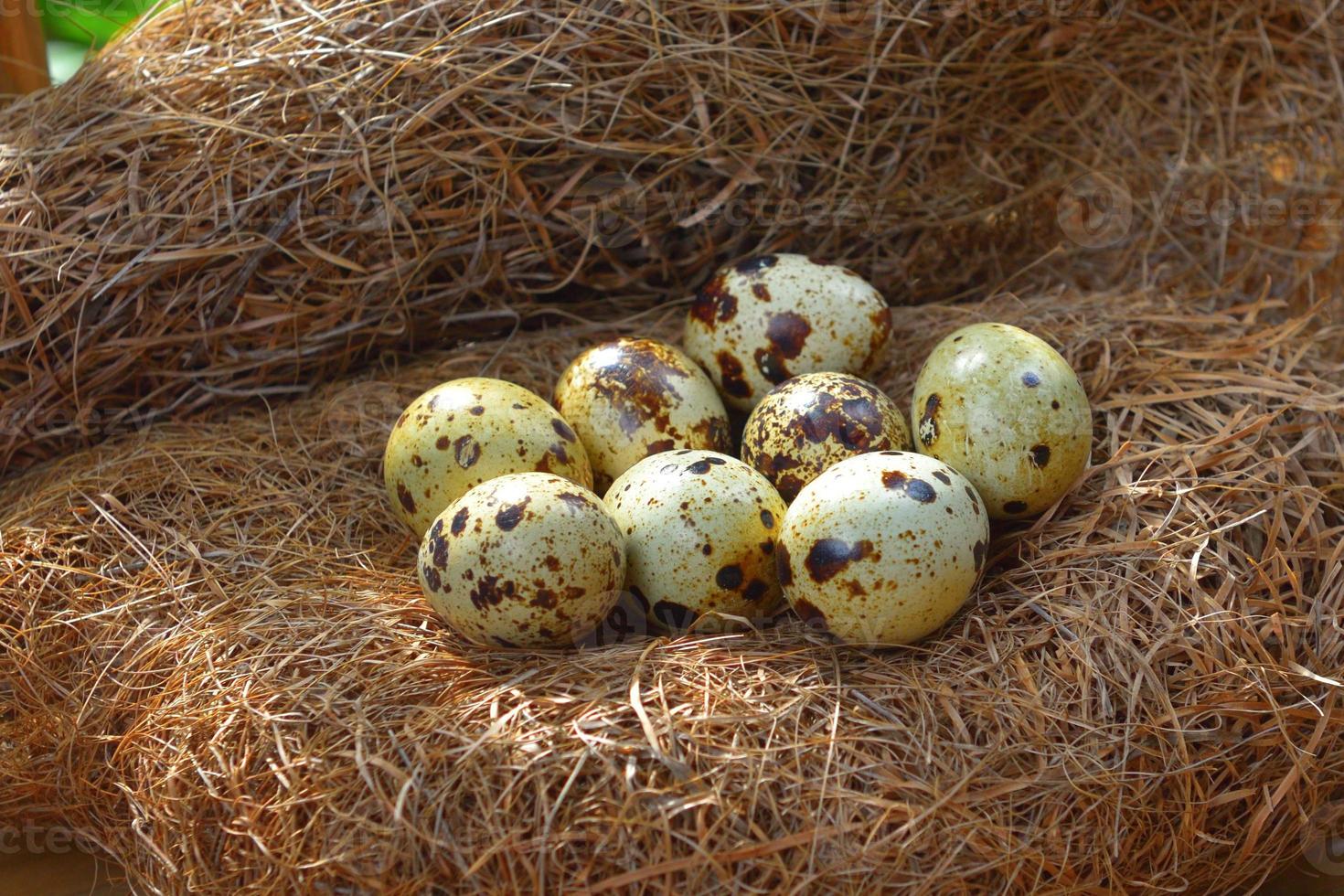 huevos de codorniz en un nido de heno foto