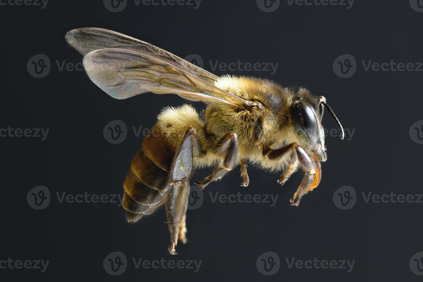 una abeja volando aislada sobre fondo negro foto