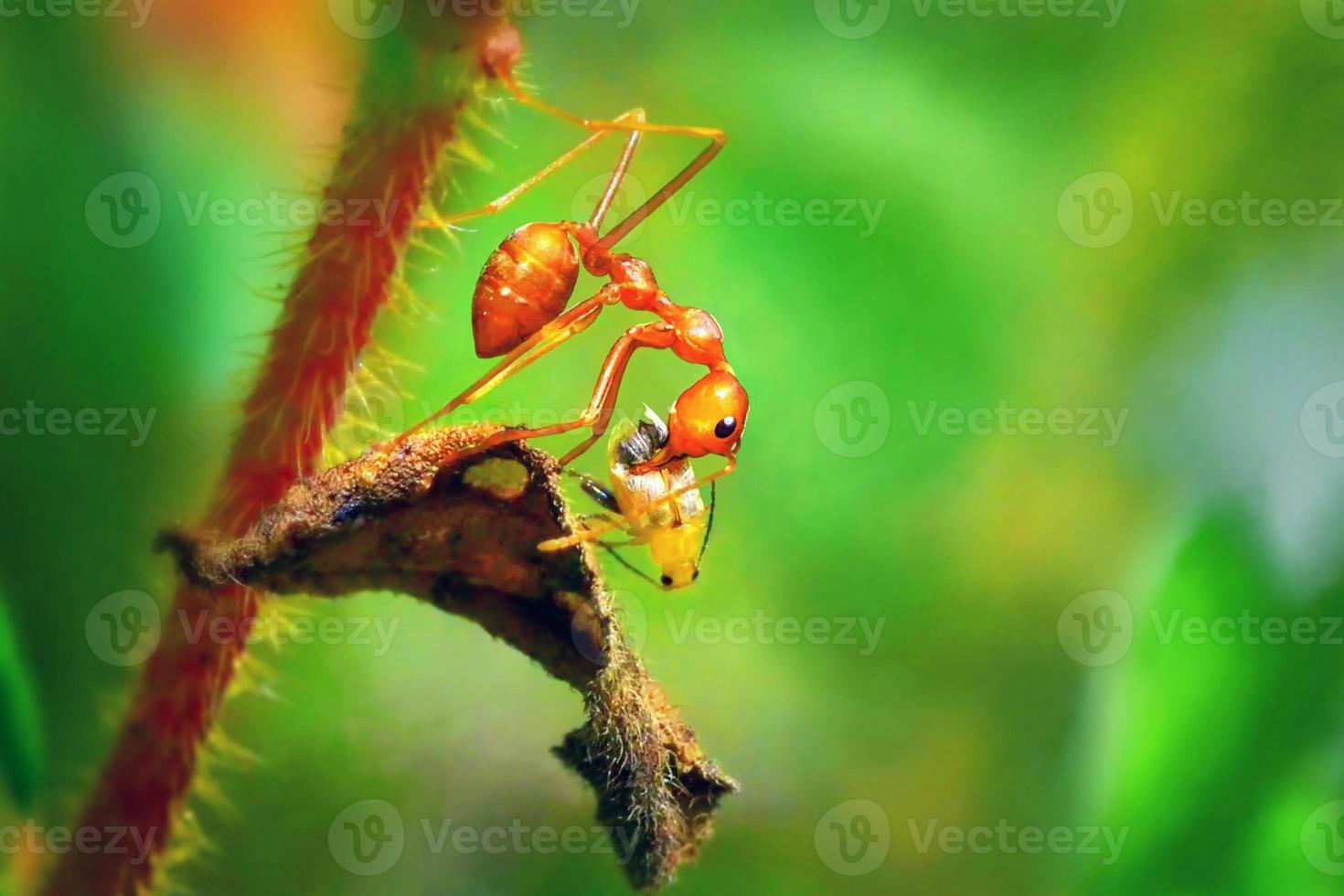 hormiga para mover su comida en una rama. foto