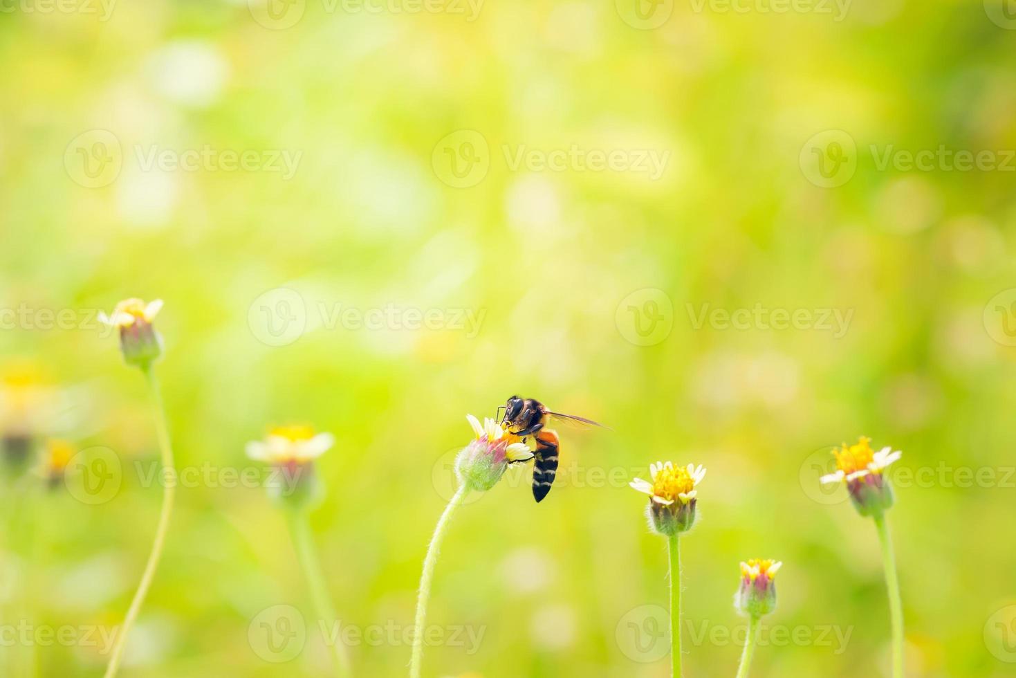 a Bee perched on the beautiful flower photo