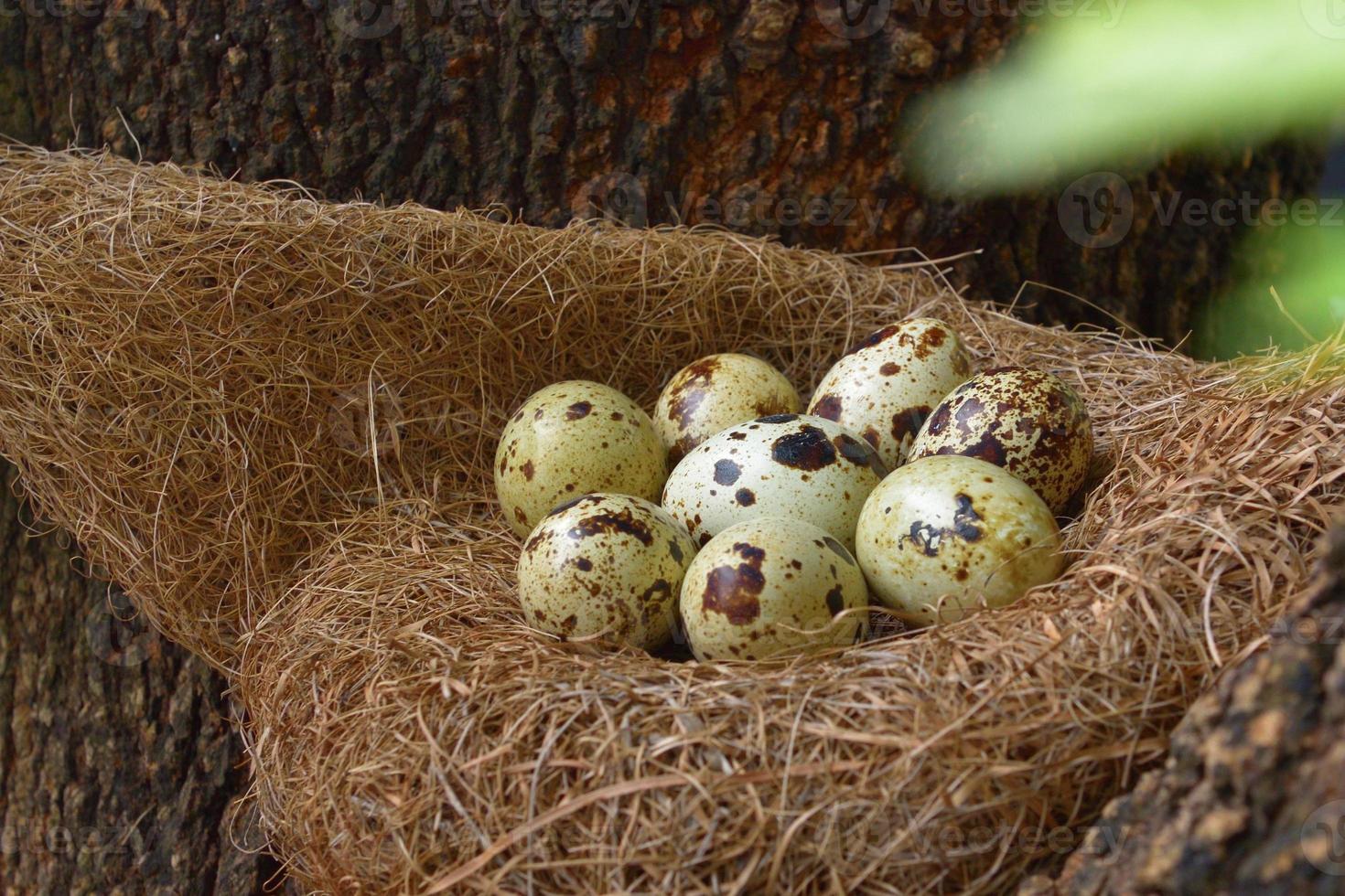 huevos de codorniz en un nido de heno foto