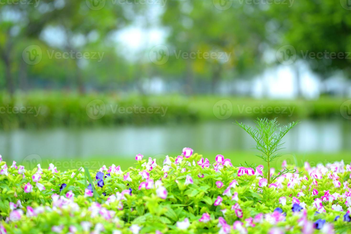 beautiful spring flowers in garden nature background photo