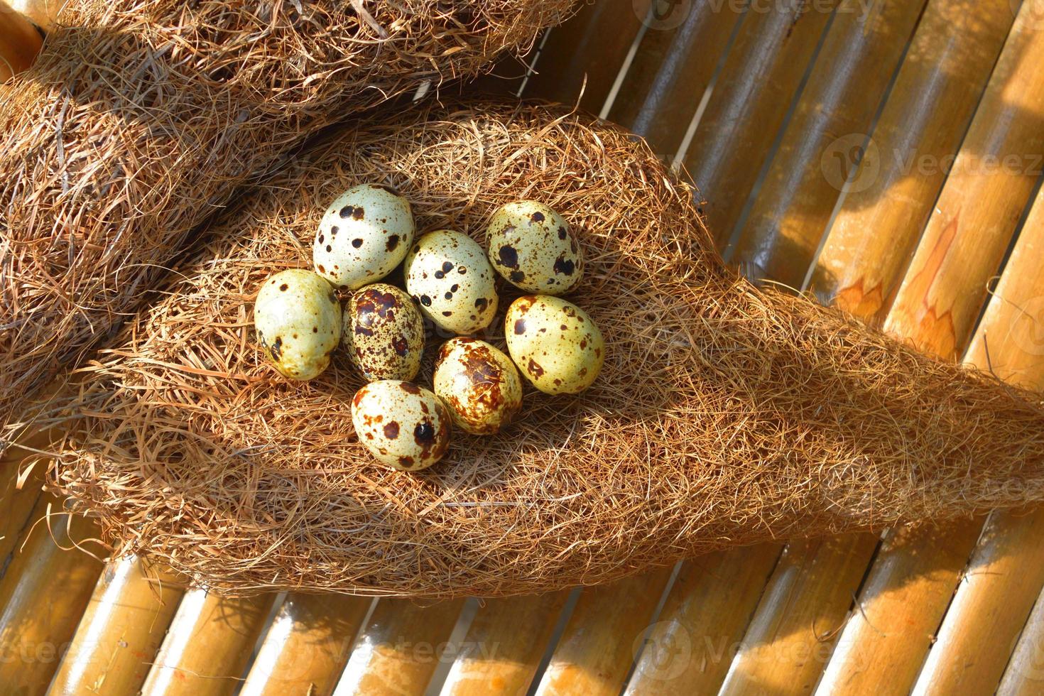quail eggs in a nest of hay photo