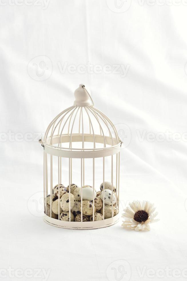 quail eggs in vintage cage isolated on white background photo