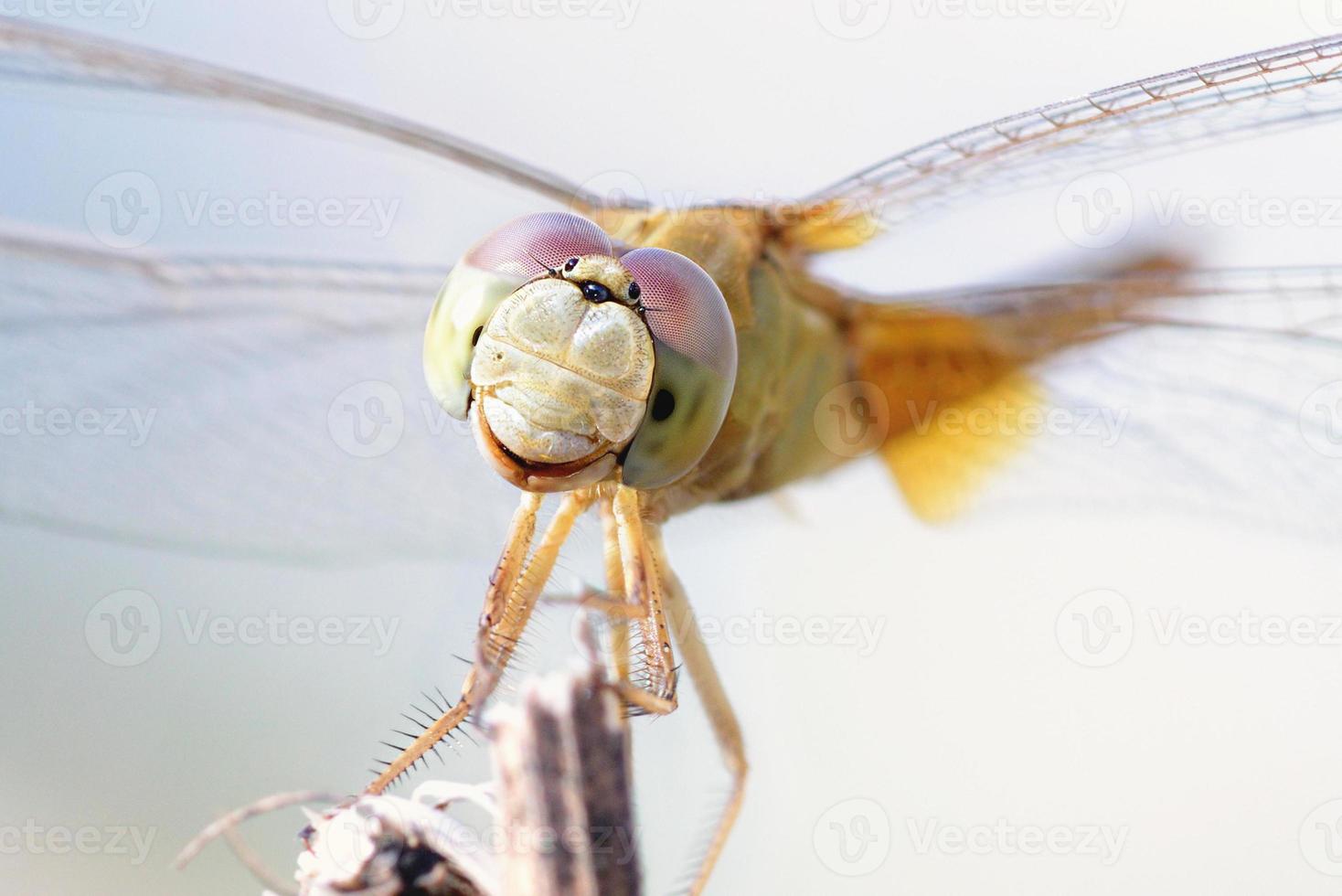 close up a Dragonfly on a branch photo