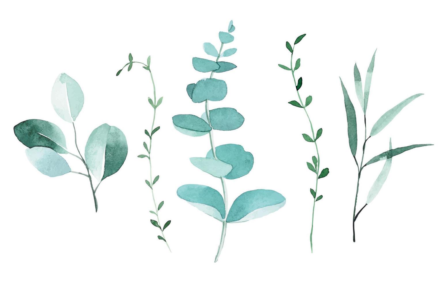 dibujo de acuarela. ambientado con hojas de eucalipto. dibujo elegante en estilo vintage. hojas y ramas de eucalipto y otras plantas tropicales vector