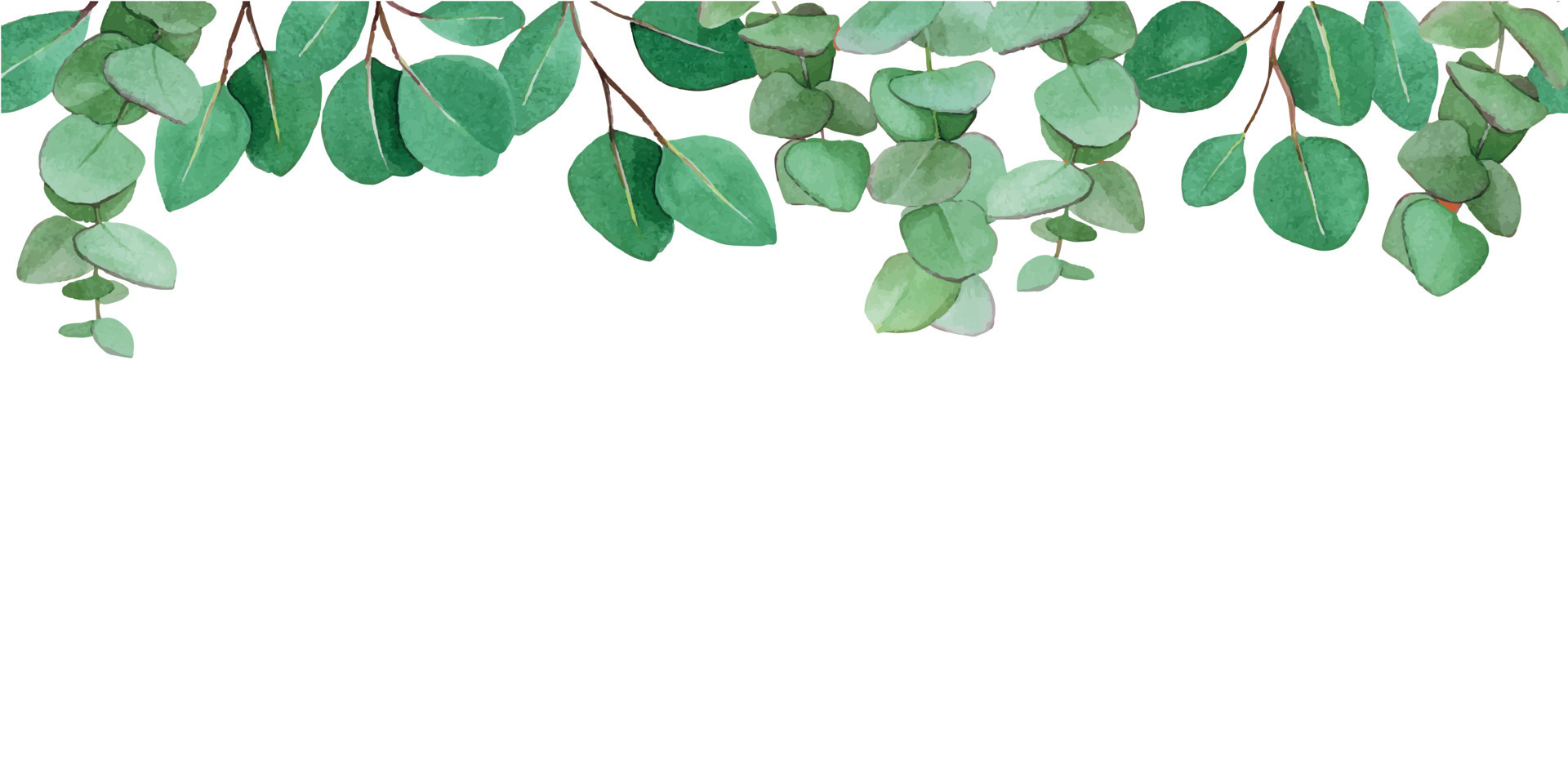 watercolor drawing seamless border with eucalyptus leaves isolated on