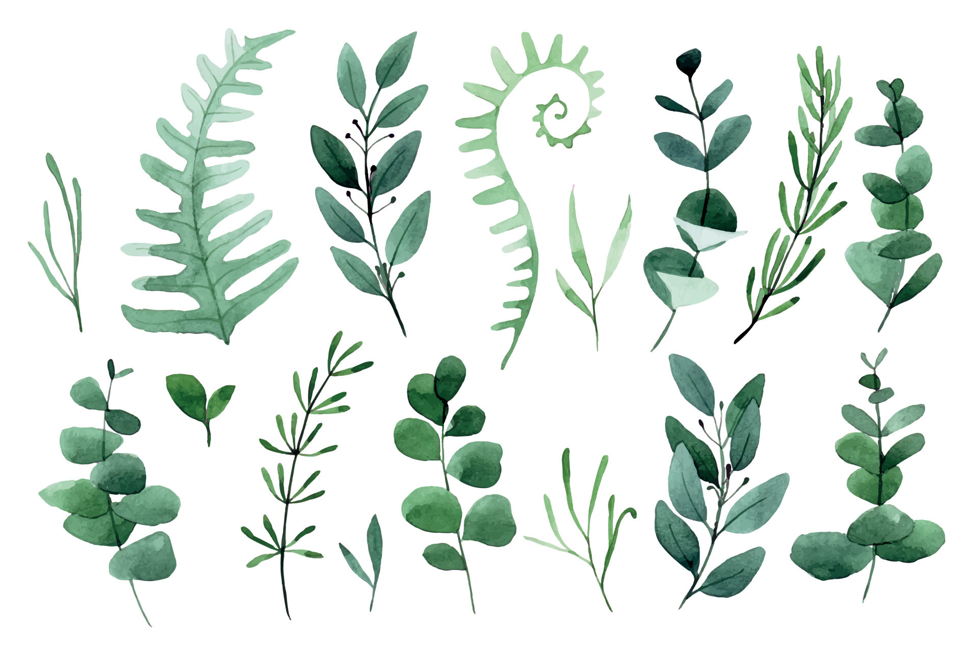 watercolor drawing. set of forest leaves and herbs. green leaves, fern, eucalyptus, lavender