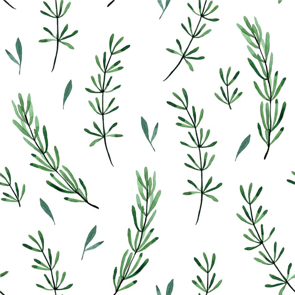 watercolor drawing. seamless pattern with leaves and branches of rosemary, lavender. print green rosemary leaves isolated on white background vector