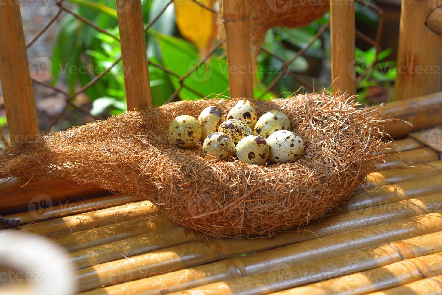 quail eggs in a nest of hay photo