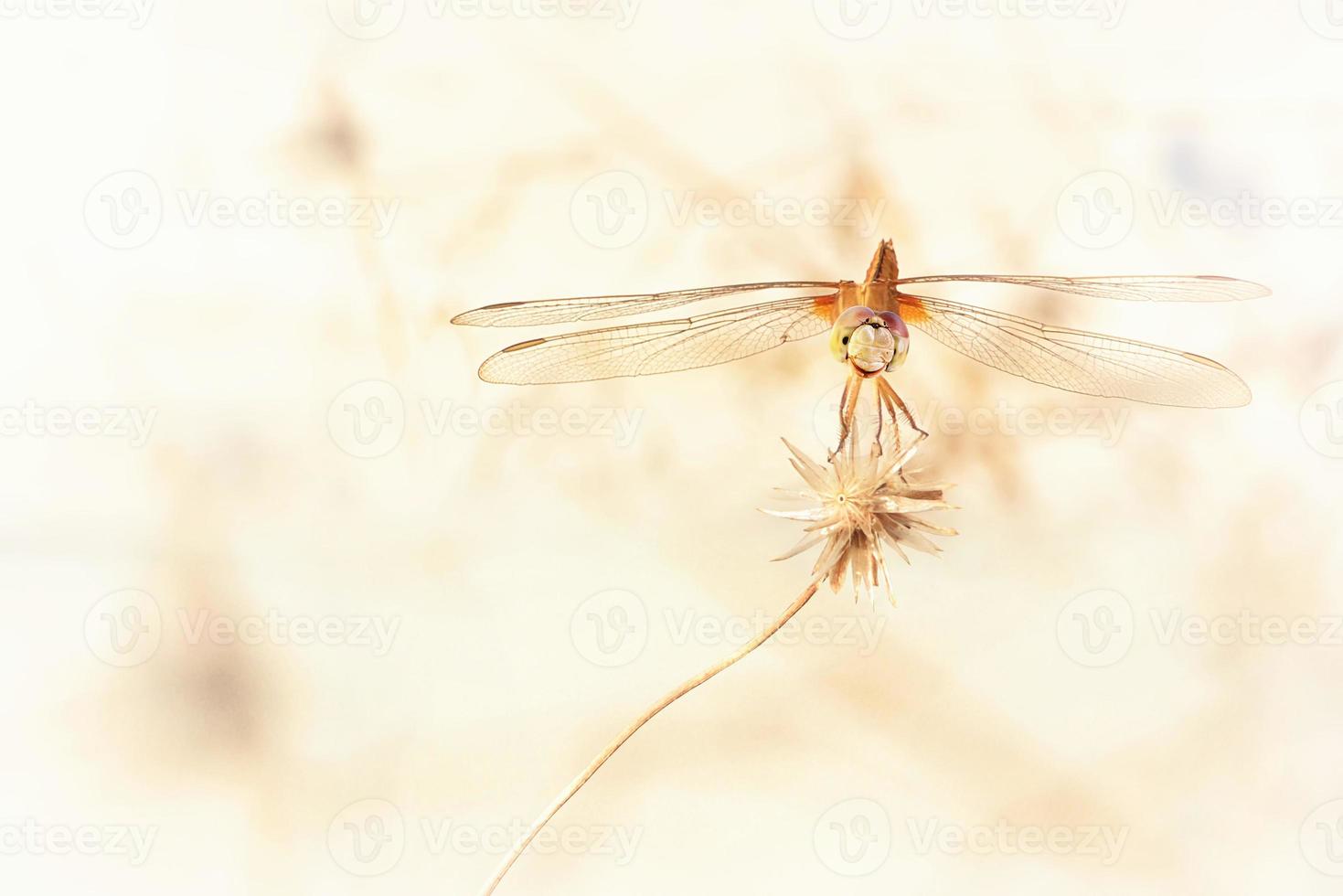 close up a Dragonfly on a branch photo