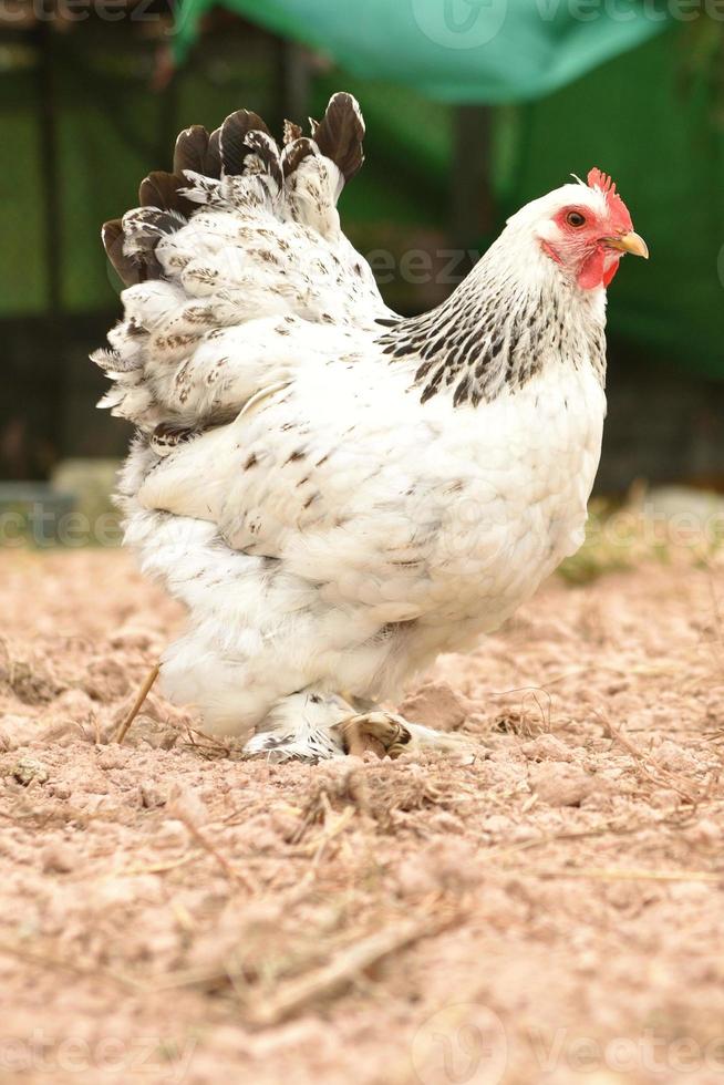 brahma de pollo gigante parado en el suelo en el área de la granja foto