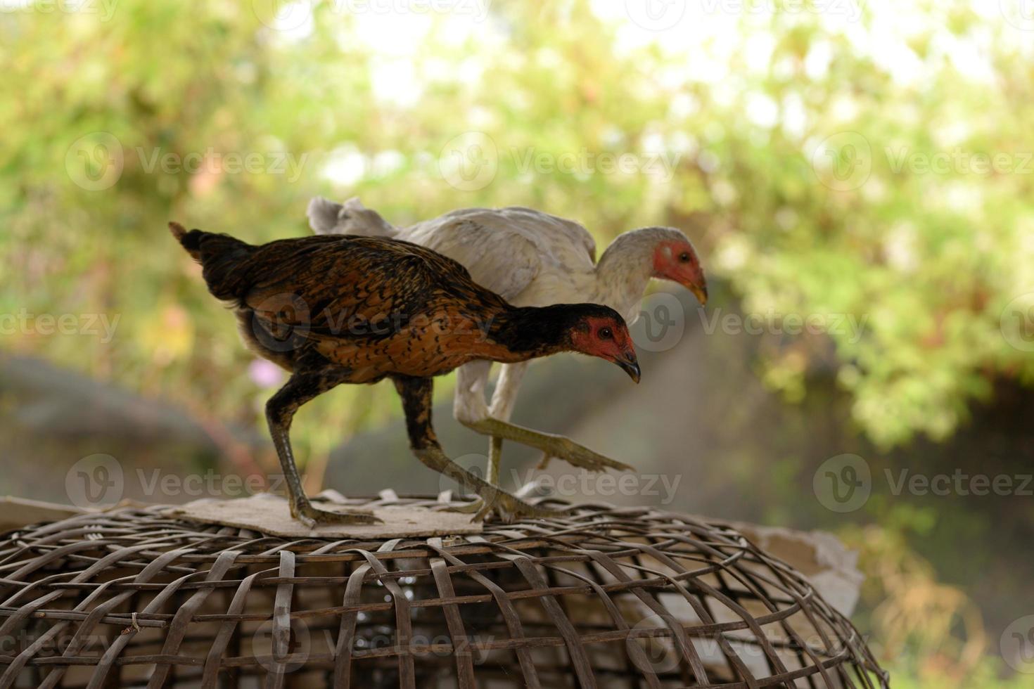 thai chicken standing on the coop brown in farm photo