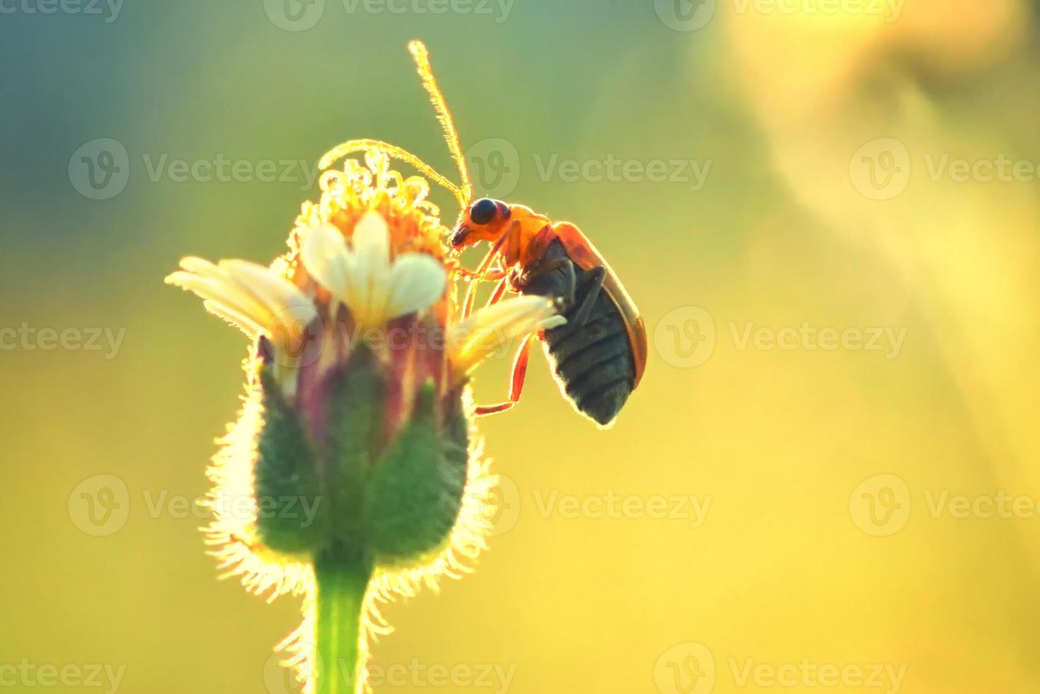 Pumpkin beetle bug perched on the beautiful flower photo