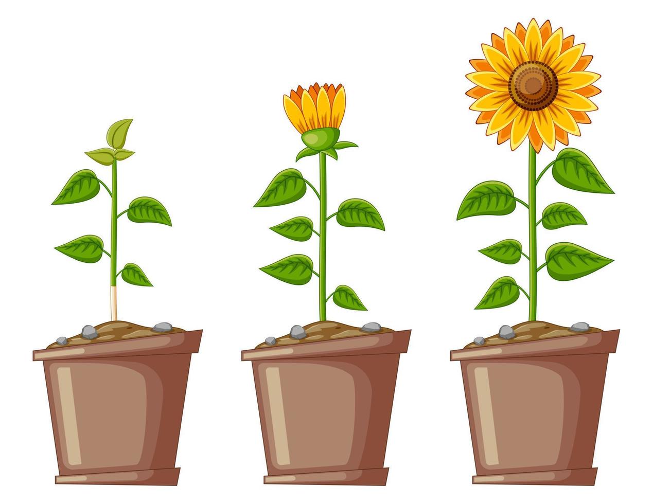 Cartoon Three Pots Filled with Sunflowers vector