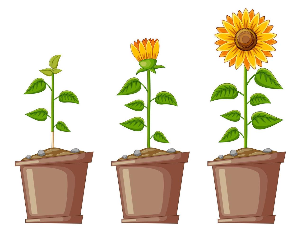 dibujos animados de tres macetas llenas de girasoles vector