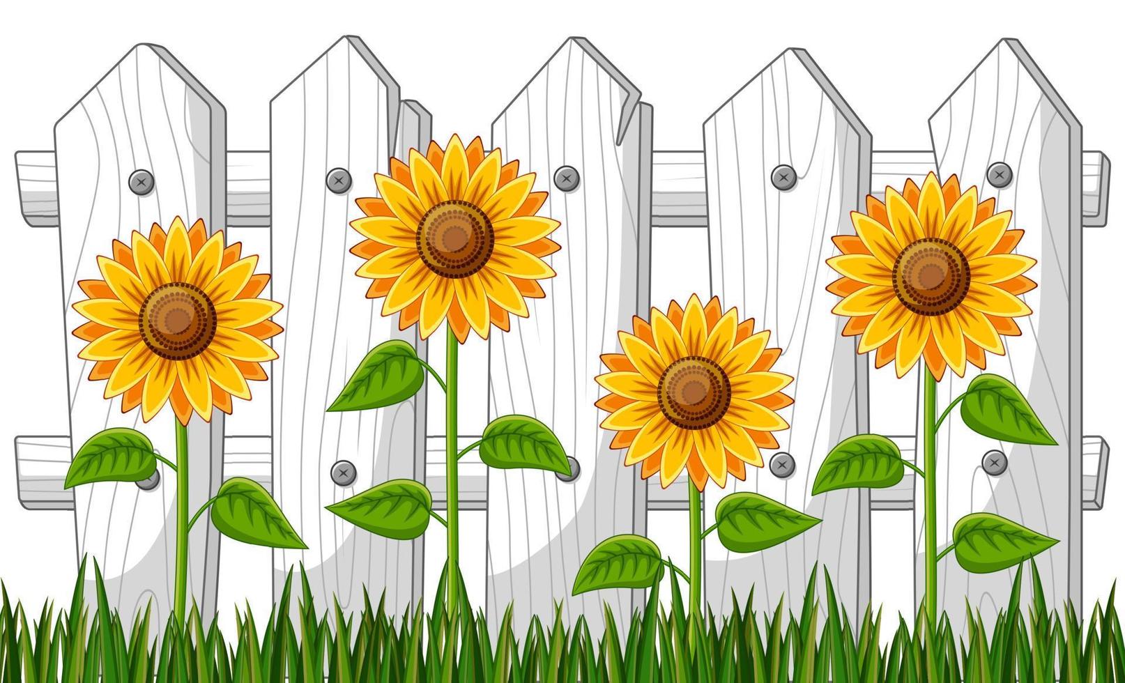 Sunflowers in the Garden with Wooden fence vector