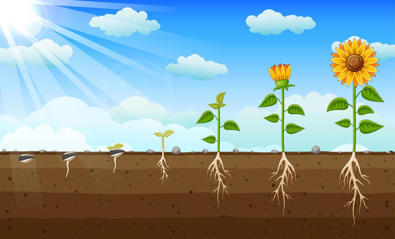 diagrama de las etapas de crecimiento del girasol, diagrama que muestra cómo las plantas crecen de semilla a girasol vector