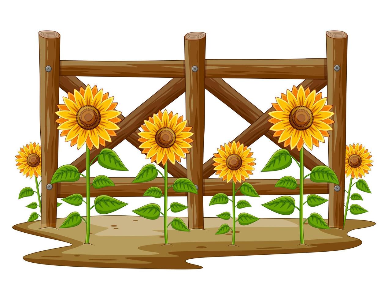 Sunflowers in the Garden with Wooden fence vector