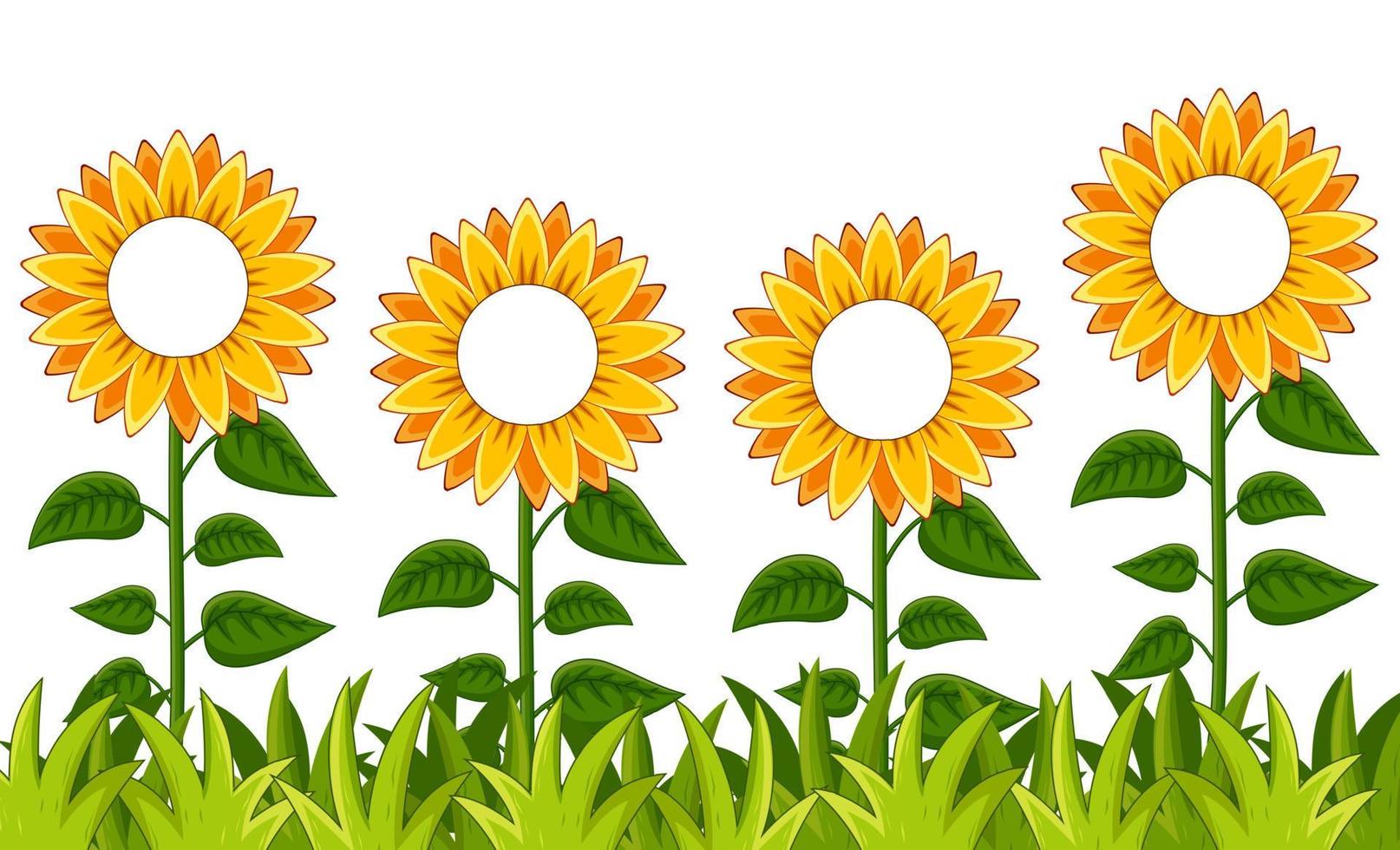 Sunflowers Garden with Writing Space vector