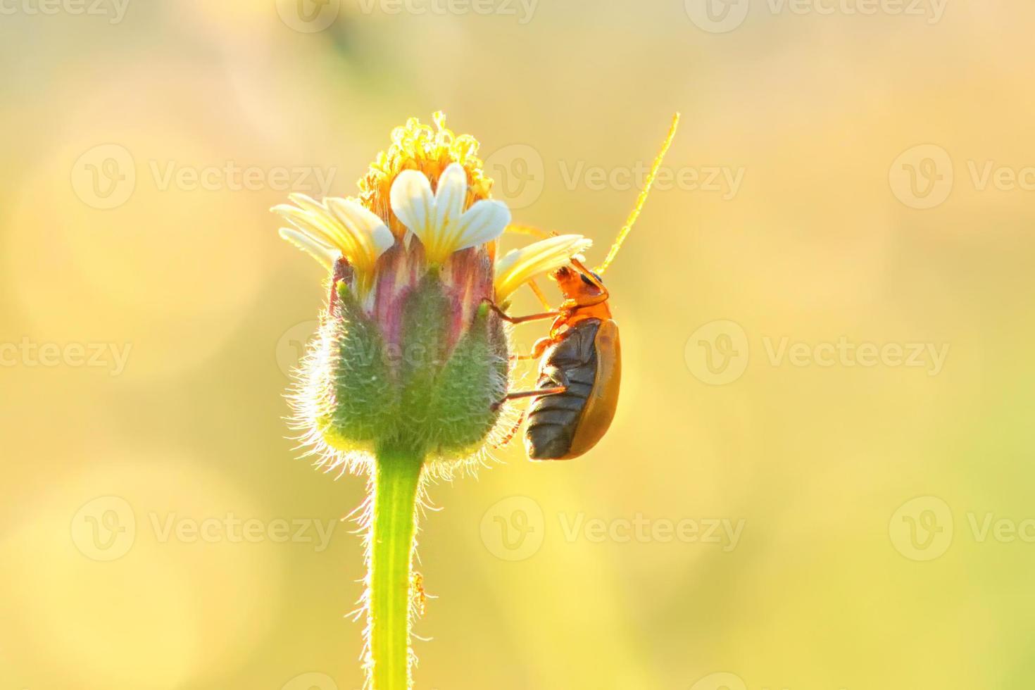 insecto escarabajo de calabaza posado en la hermosa flor foto