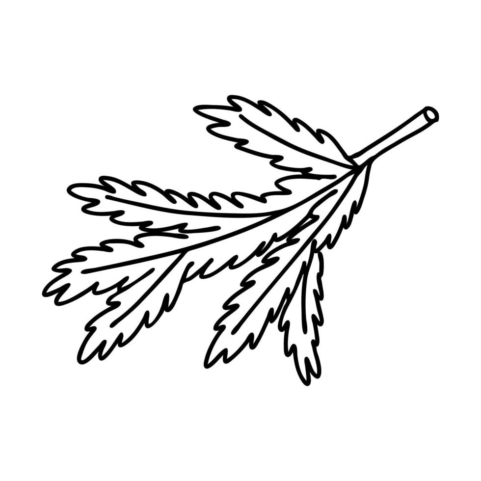 Spruce branch in Doodle style. The sketch is hand-drawn and isolated on a white background. Element of new year and Christmas design. Outline drawing. Black-white vector illustration.