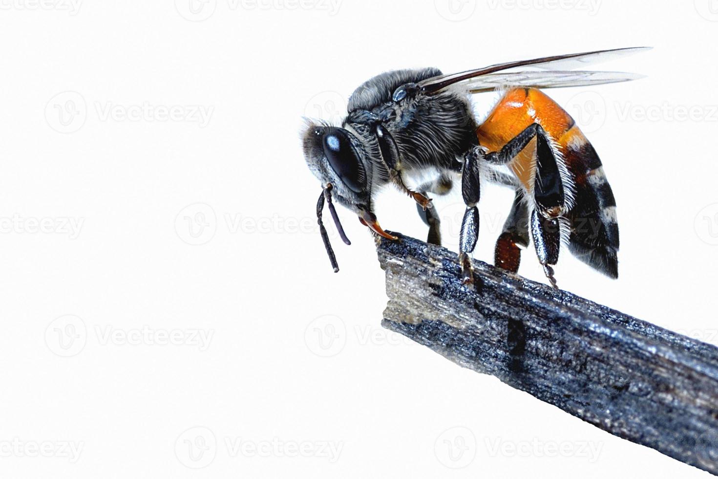 a bee on the branch. Isolated on white background photo