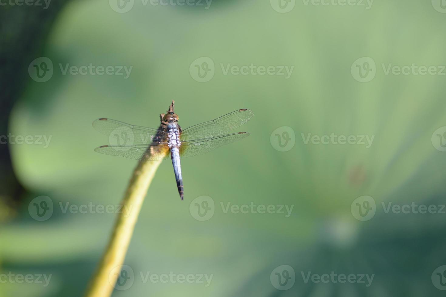 close up a Dragonfly on lotus branch photo