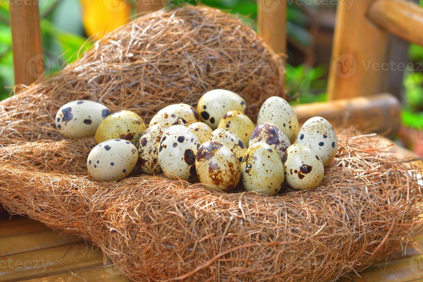 quail eggs in a nest of hay photo