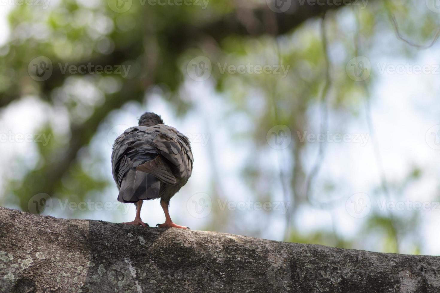 Bird turn back sits on a tree photo