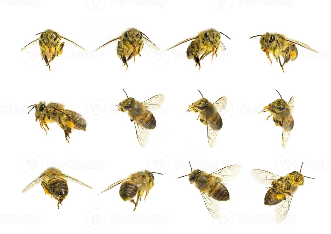 a Bees isolated on the white background photo