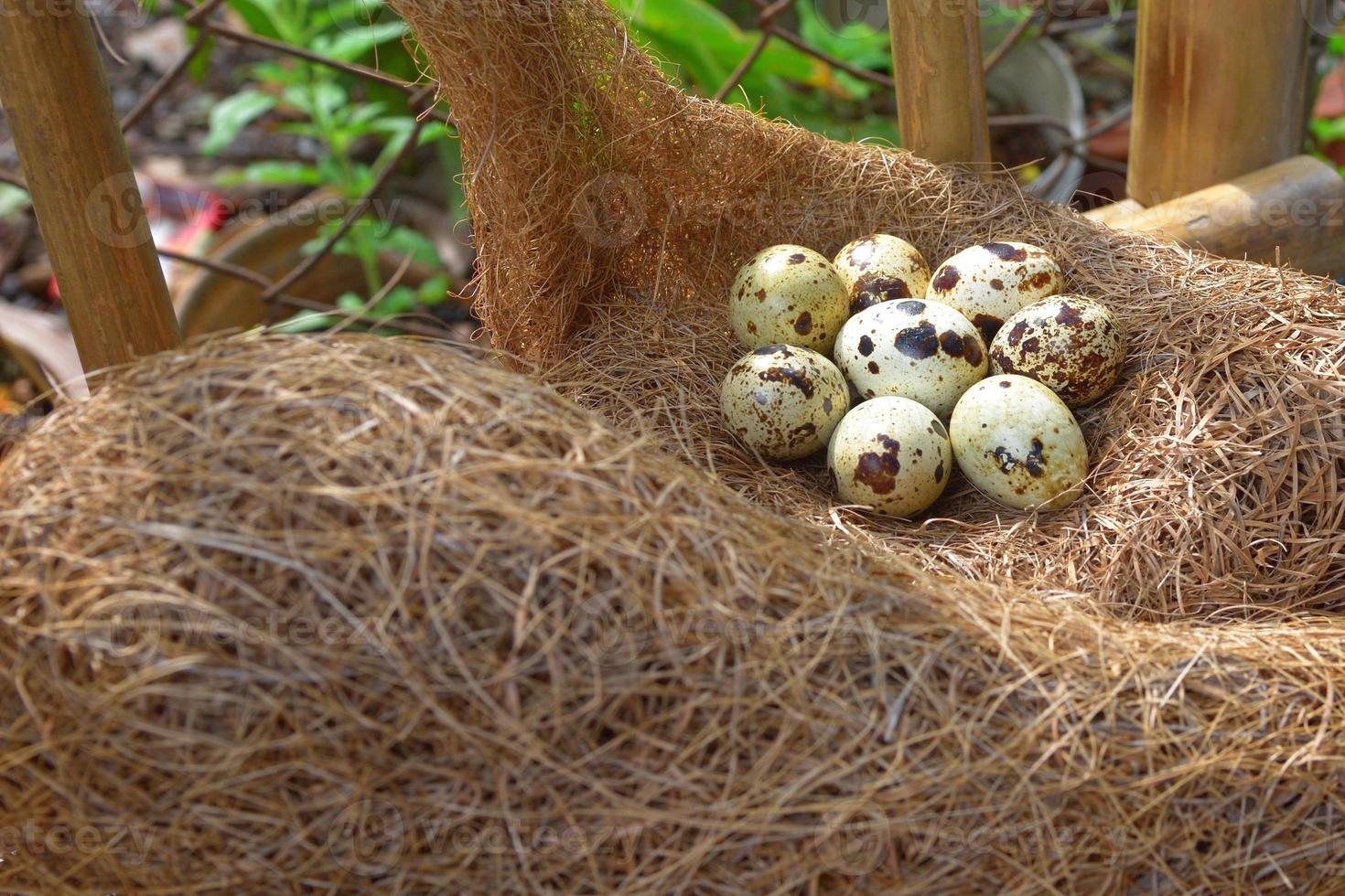 huevos de codorniz en un nido de heno foto