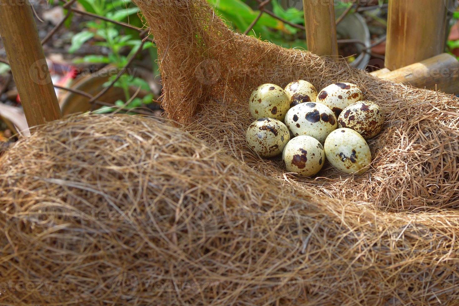 quail eggs in a nest of hay photo