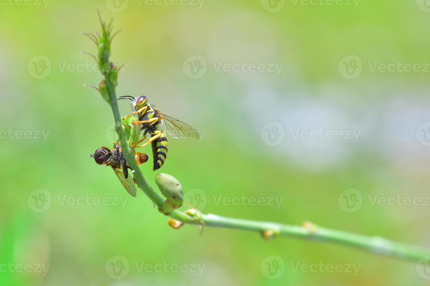 yellow jacket wasp perched on the beautiful flower photo