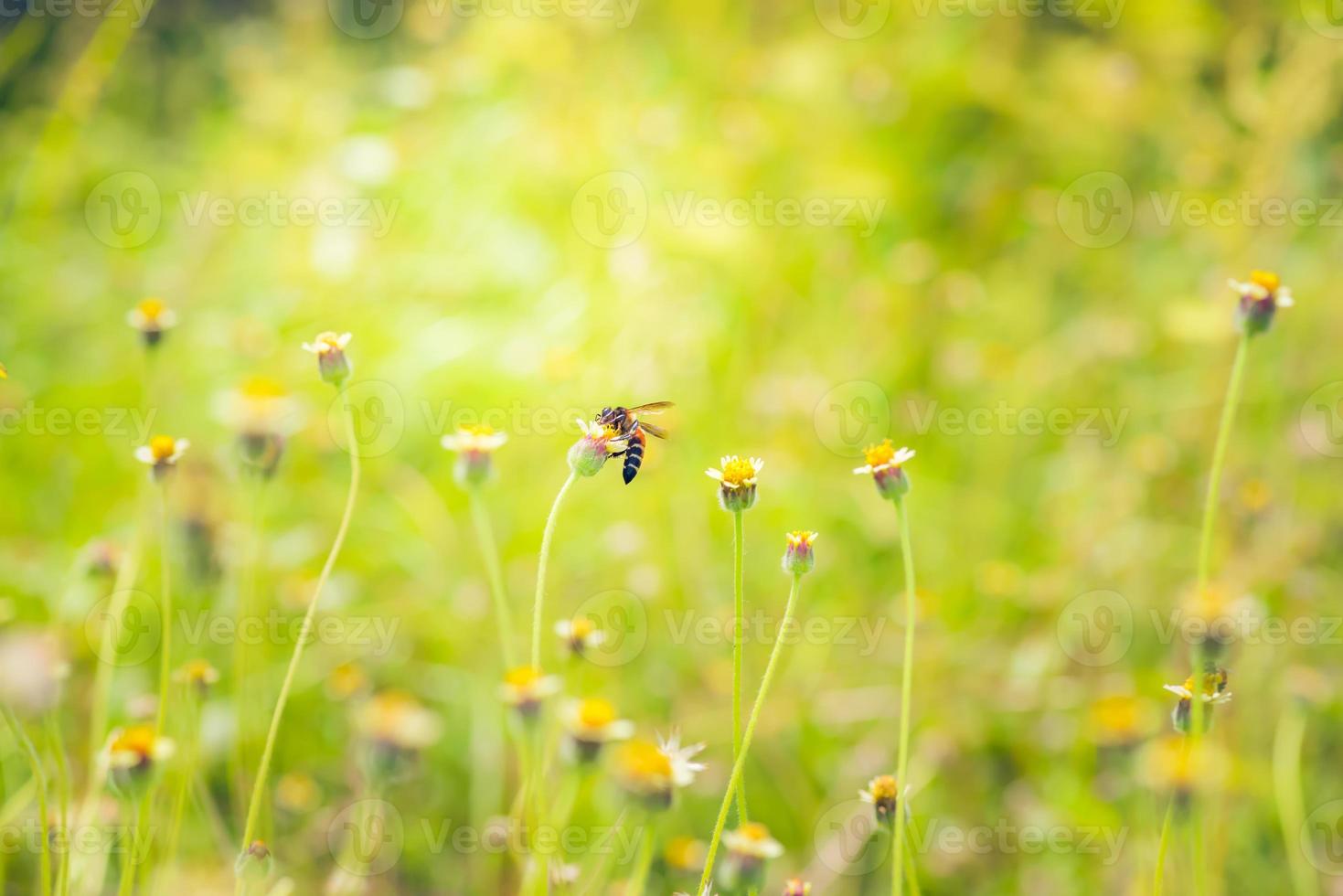 a Bee perched on the beautiful flower photo