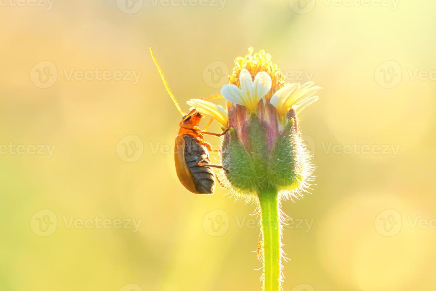 Pumpkin beetle bug perched on the beautiful flower photo