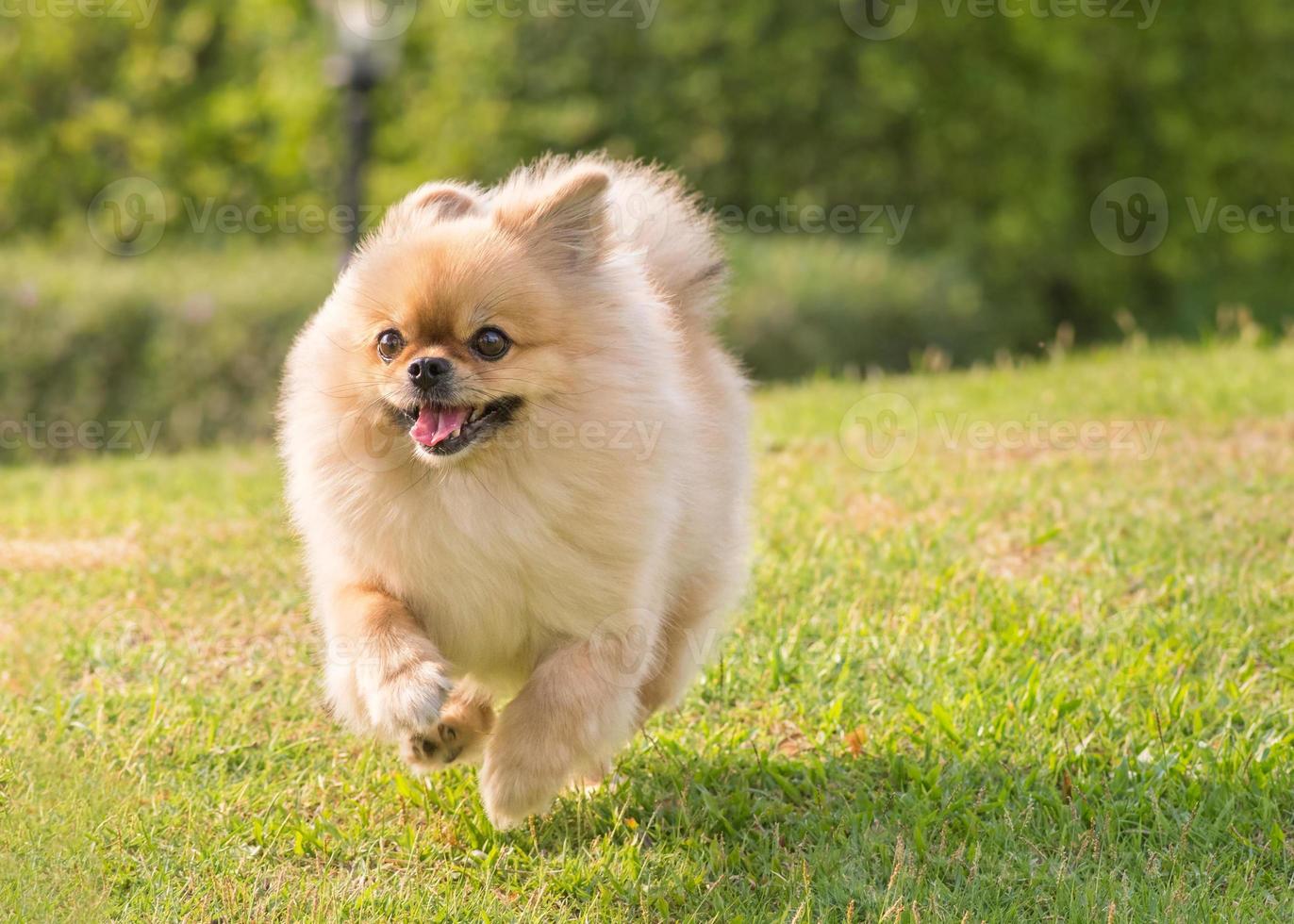 lindo cachorro pomeranian perro pequinés de raza mixta corre sobre la hierba con felicidad foto