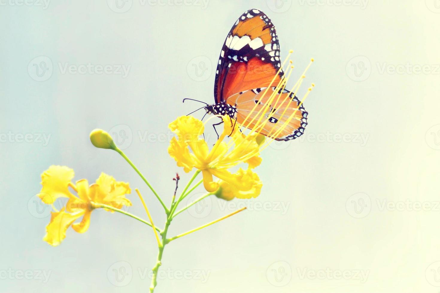 una mariposa posada en la hermosa flor foto