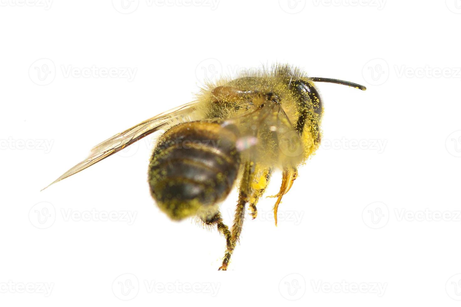 a Bee isolated on the white background photo