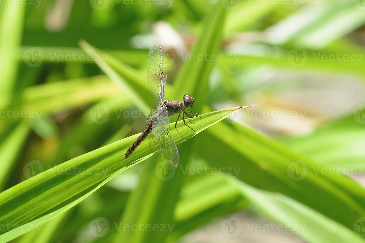 close up a Dragonfly on a Grass photo