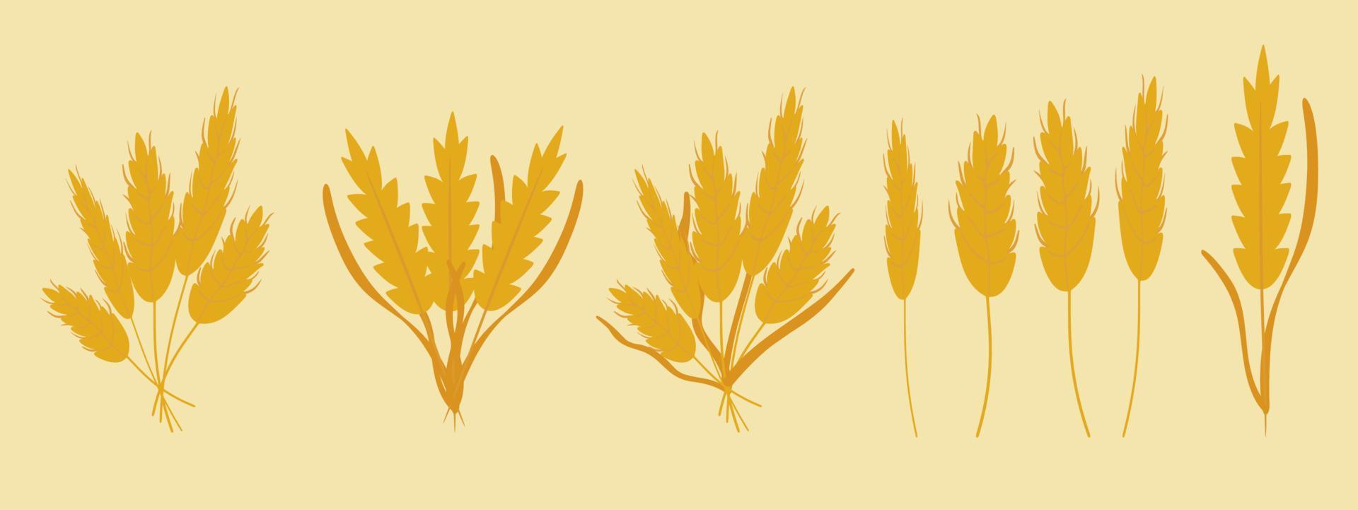 Vector set bouquets of wheat, dried flowers, rye, barley ears, wheat germ grains. Cute and flat style. Beautiful illustration for creating design, stickers, wrappers, postcards, banners, websites.