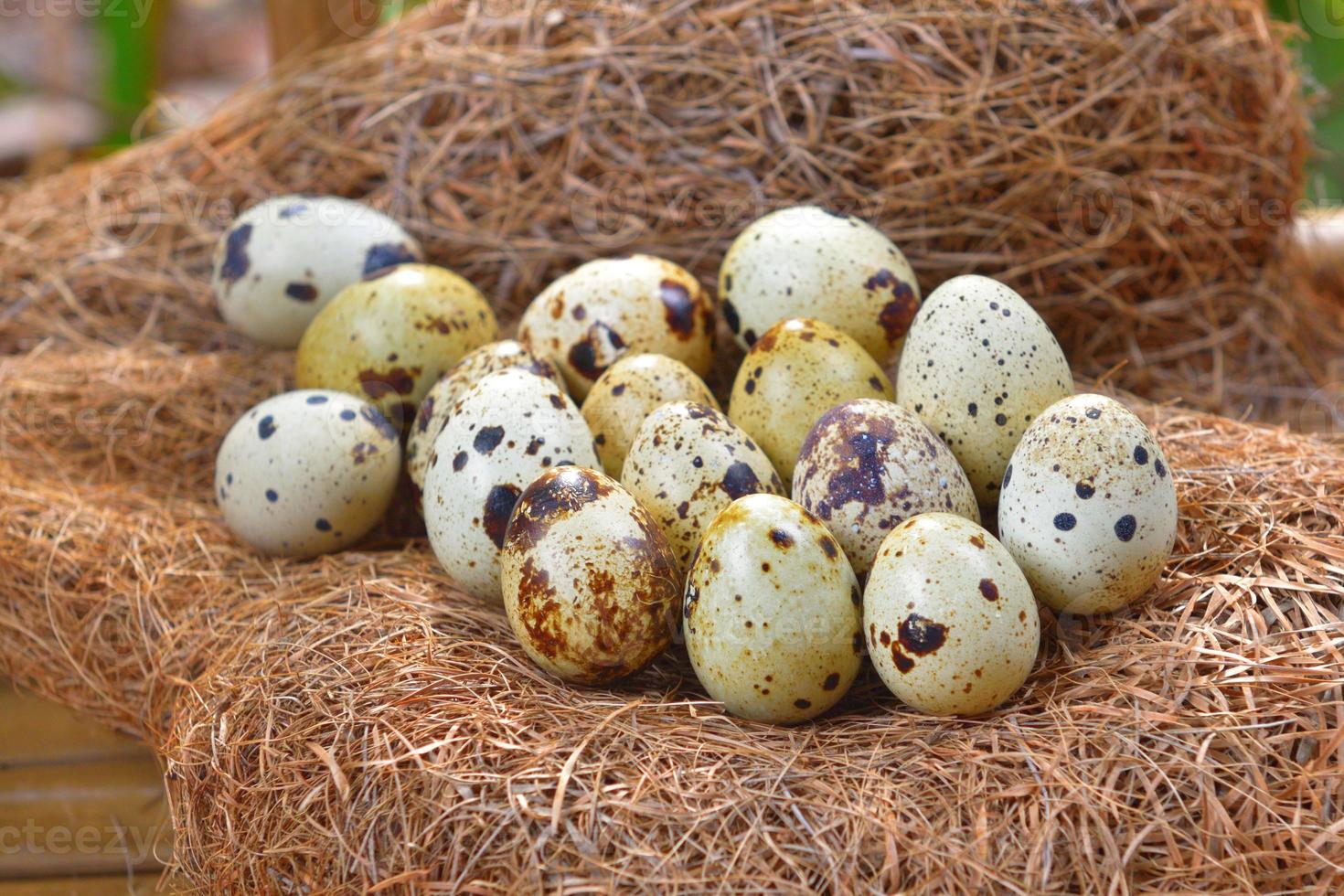 quail eggs in a nest of hay photo
