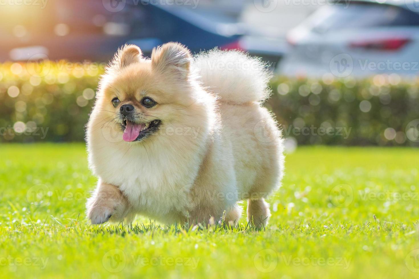 lindo cachorro pomeranian perro pequinés de raza mixta corre sobre la hierba con felicidad foto