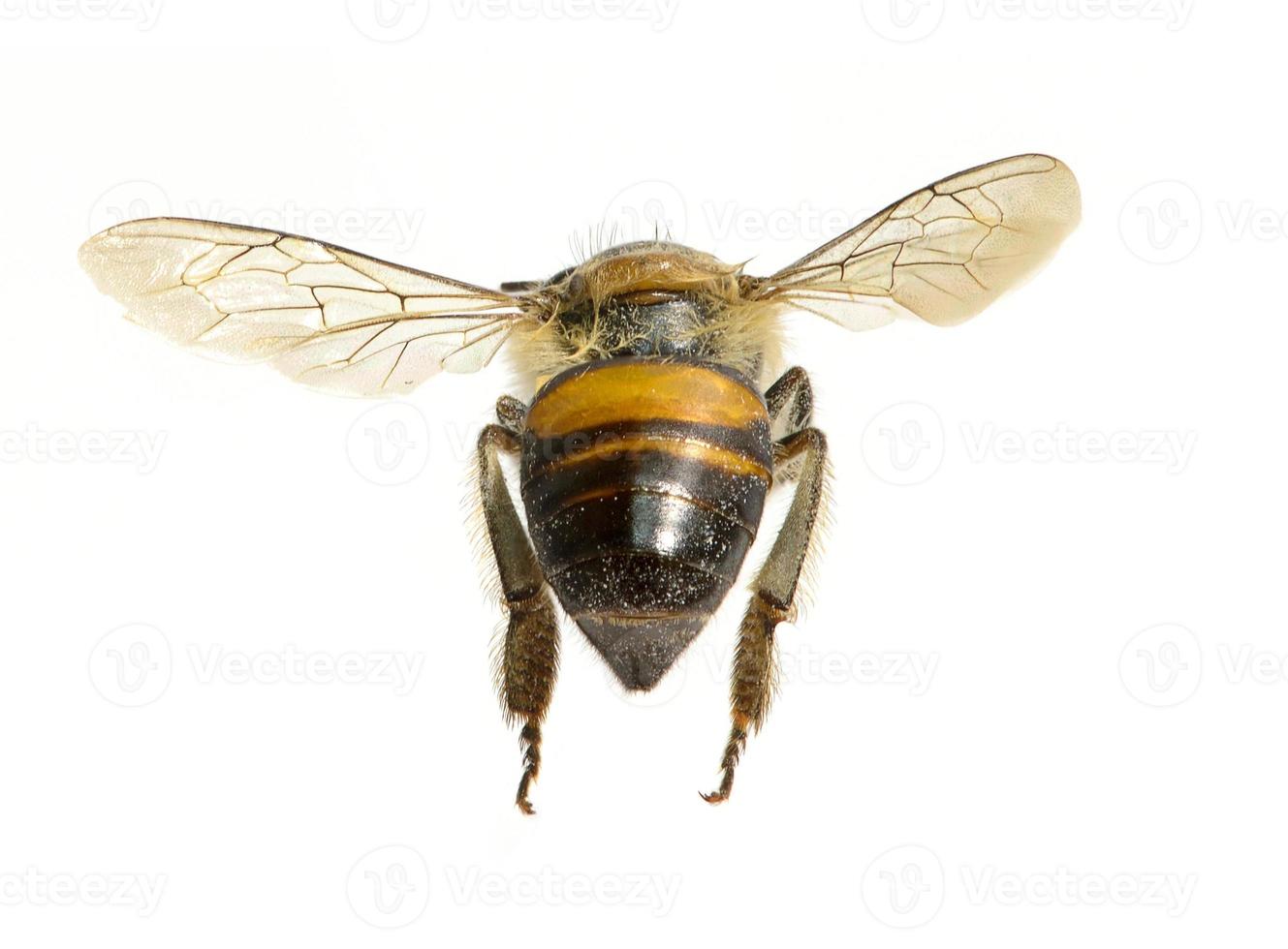 a Bee isolated on the white background photo