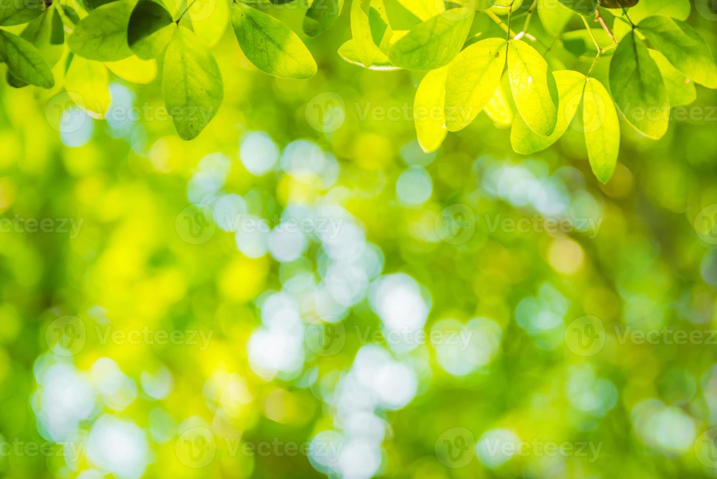 beautiful Natural green leaf and abstract blur bokeh light background photo