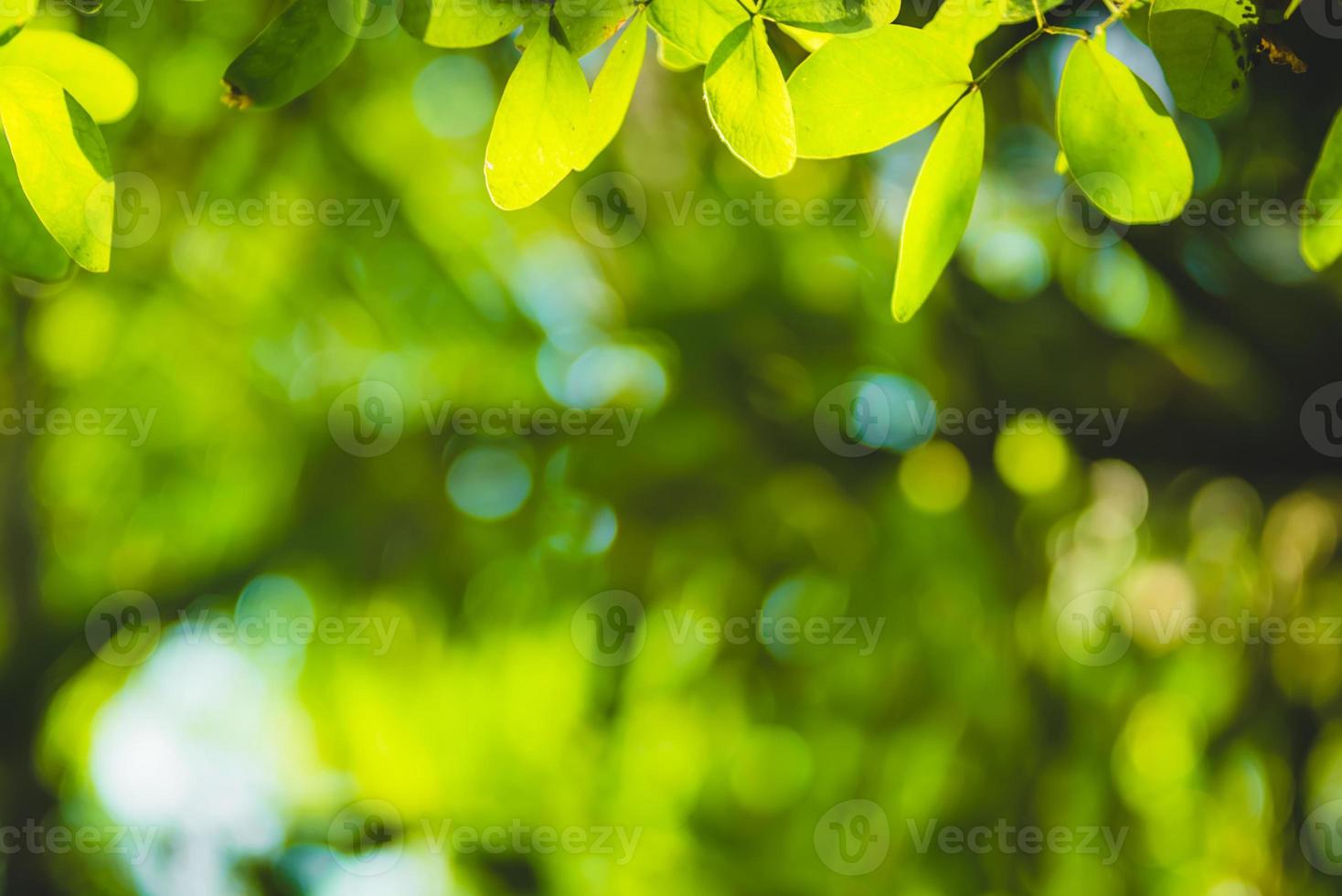 beautiful Natural green leaf and abstract blur bokeh light background photo