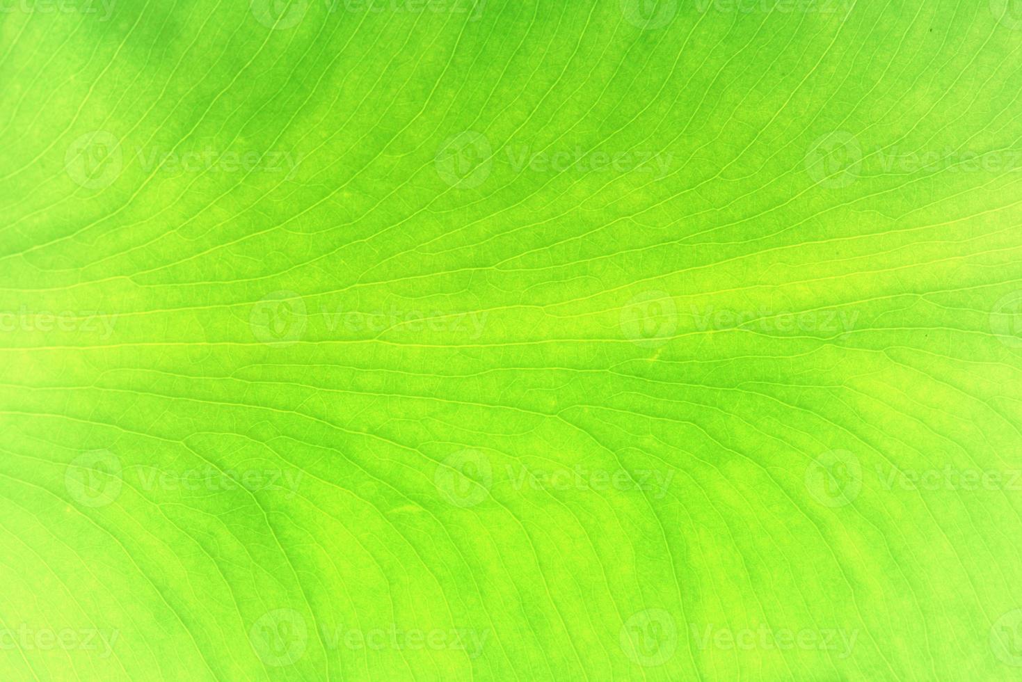 Closeup nature view of green leaf texture background photo