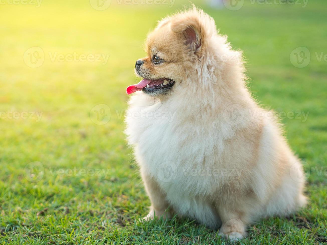 lindo cachorro pomeranian perro pequinés de raza mixta sentado en la hierba con felicidad foto