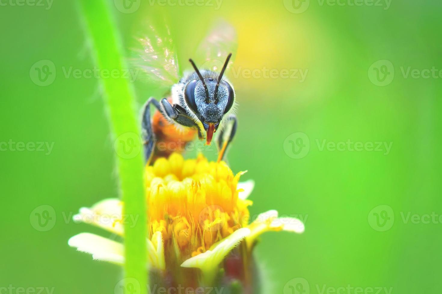 a Bee flying to the beautiful flower photo